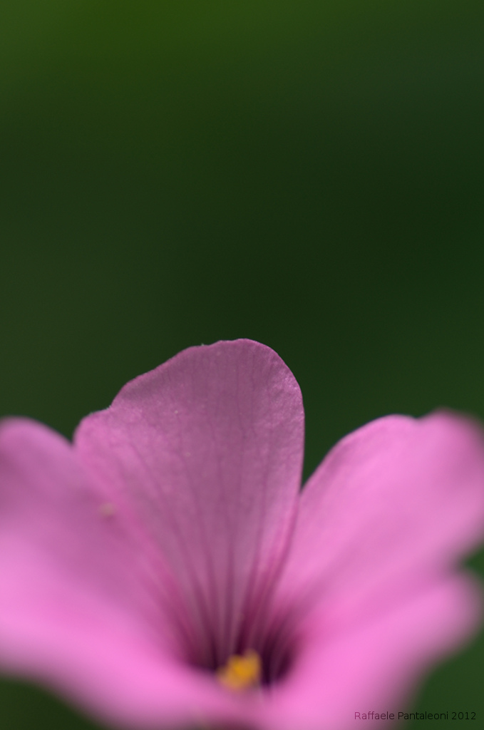 7007347614_0813f025e1_b
