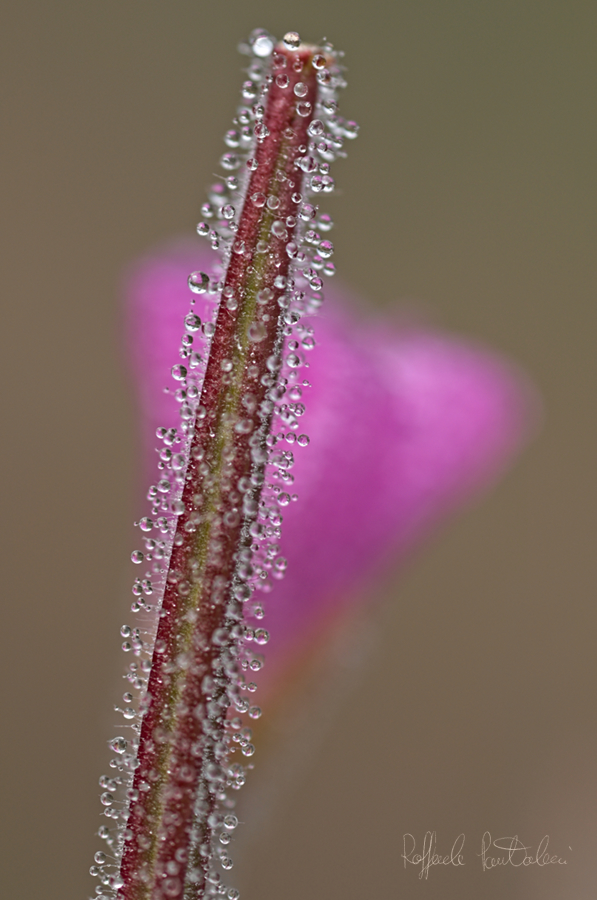 DSC_8713_900