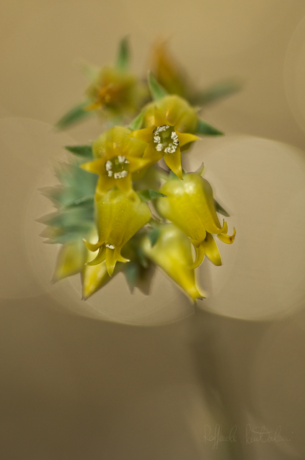 DSC_9915