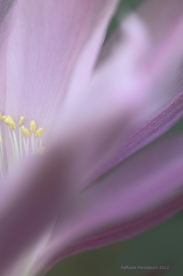 echinopsis-eyriesii