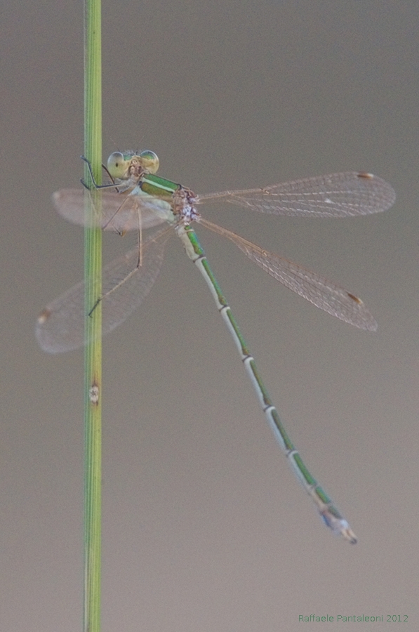 Lestes barbarus