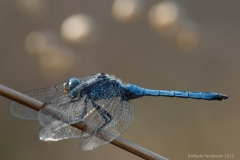 Libellule - Dragonflies