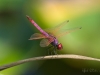 Rainbow (Trithemis annulata)