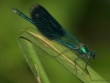 Calopteryx Splendens