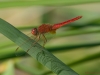 Crocothemis erythraea