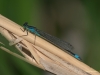 Ischnura elegans