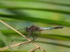 Orthetrum cancellatum