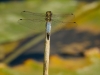 Orthetrum cancellatum