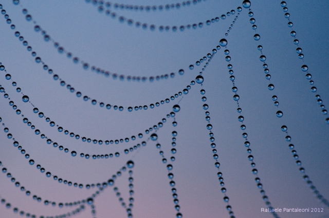 Pearls