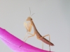 Mantis Religiosa