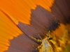 Impollinazione|Pollination
