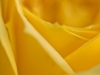 Yellow rose