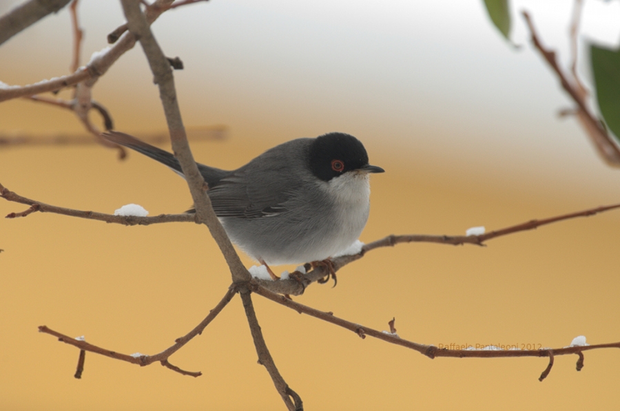 Occhio cotto (Sylvia melanocephala)