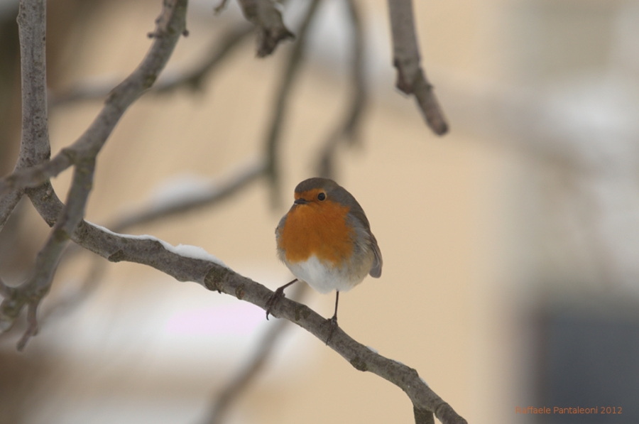 Pettirosso (Erithacus rubecula)