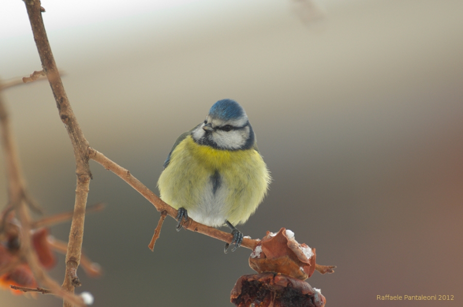 Cinciarella (Cyanistes caeruleus)
