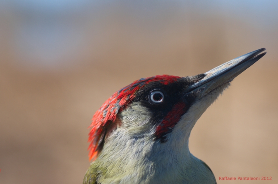 Blue eyes (Picus viridis)