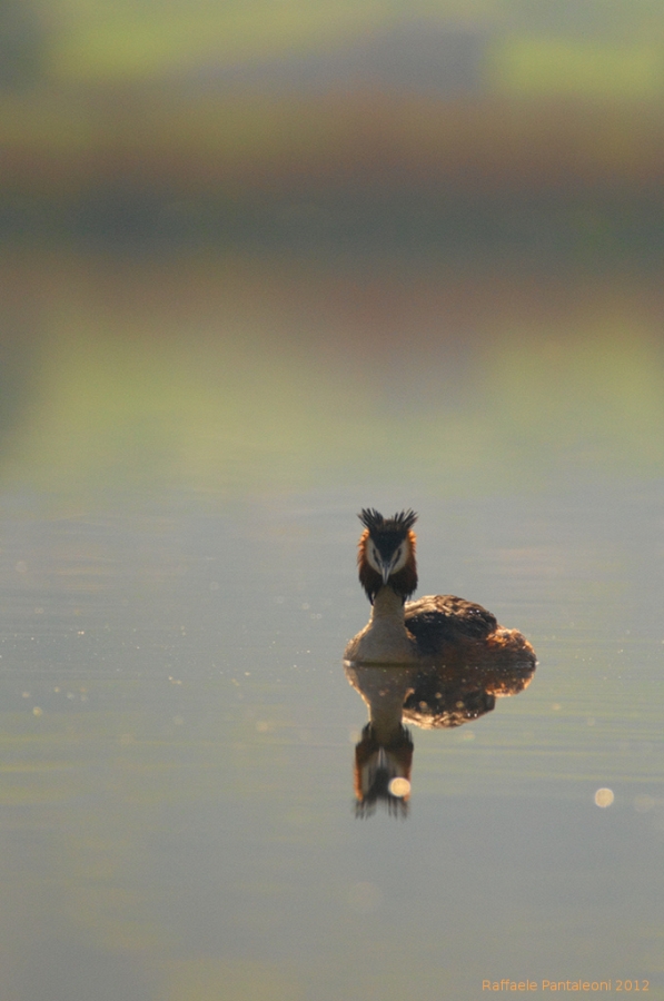 Mirror Mirror (Podiceps cristatus)