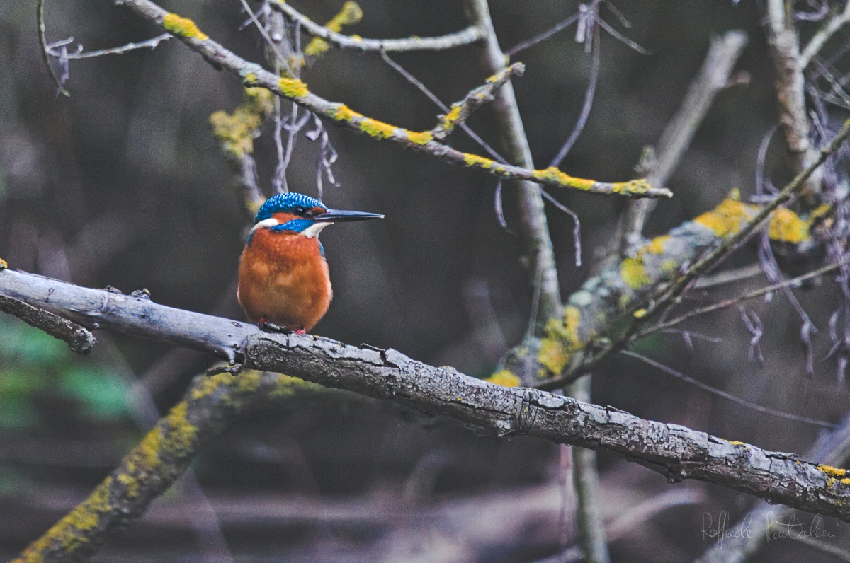 King fisher