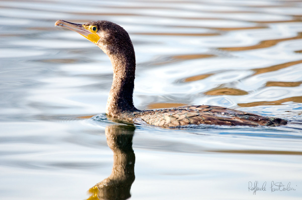 Cormorant