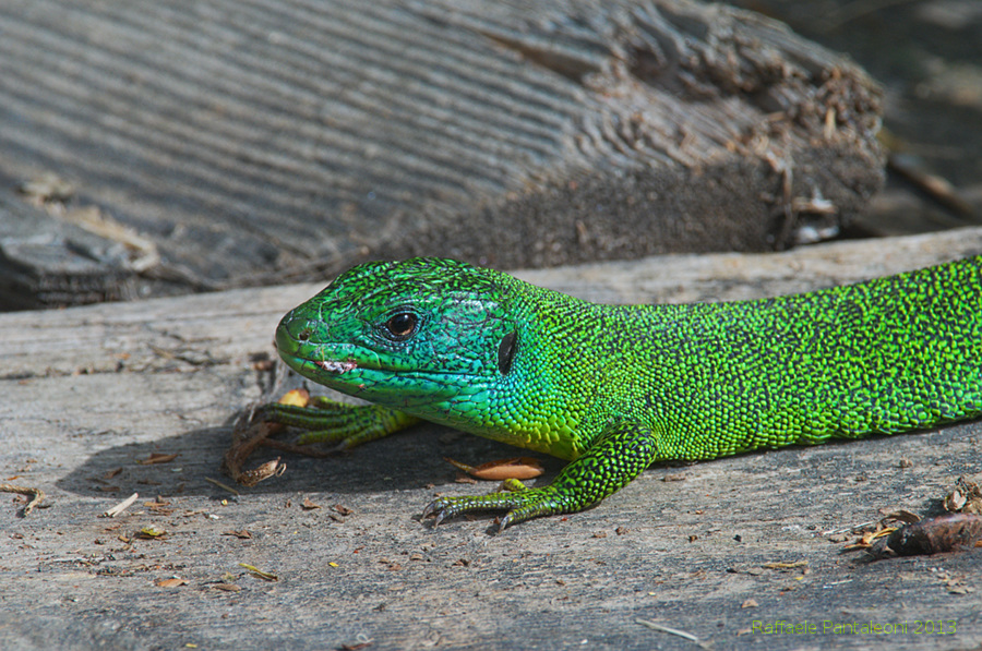Ramarro|Green lizard