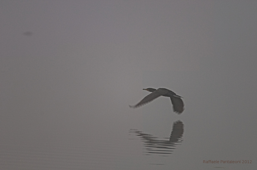 Cormorano (Phalacrocorax carbo)