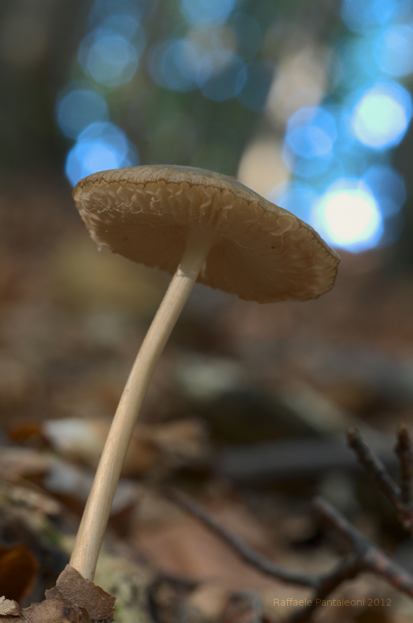 Magical mushroom