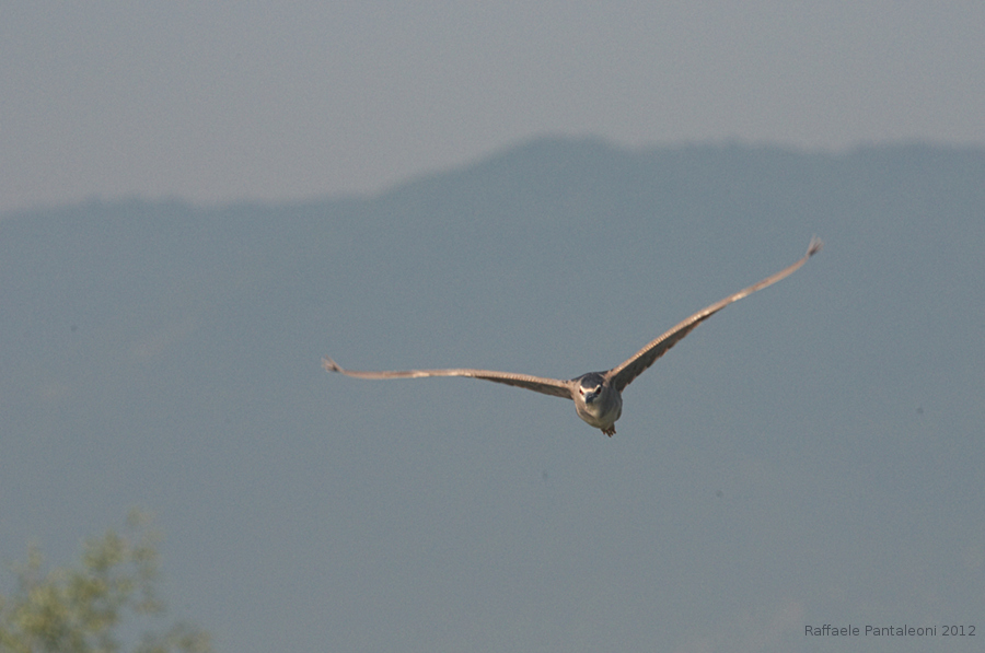 Nitticora (Nycticorax nycticorax)|Night heron (Nycticorax nycticorax)
