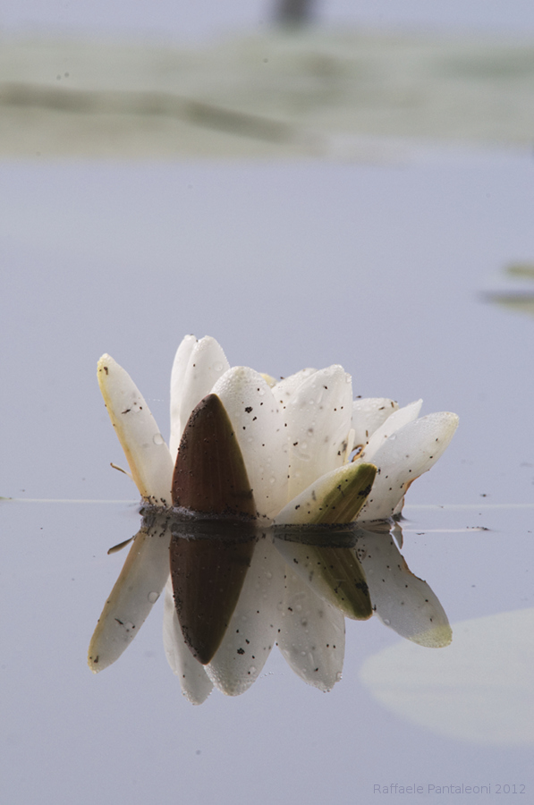 Nymphaea alba