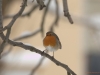 Pettirosso (Erithacus rubecula)