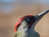 Blue eyes (Picus viridis)