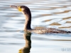 Cormorant