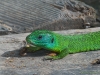 Ramarro|Green lizard