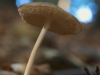 Magical mushroom