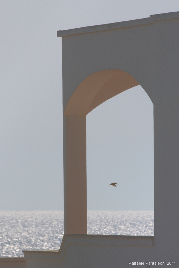 Free as a bird