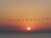 Learn to fly