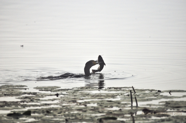 cormorano