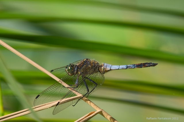 orthetrum-cancellatum