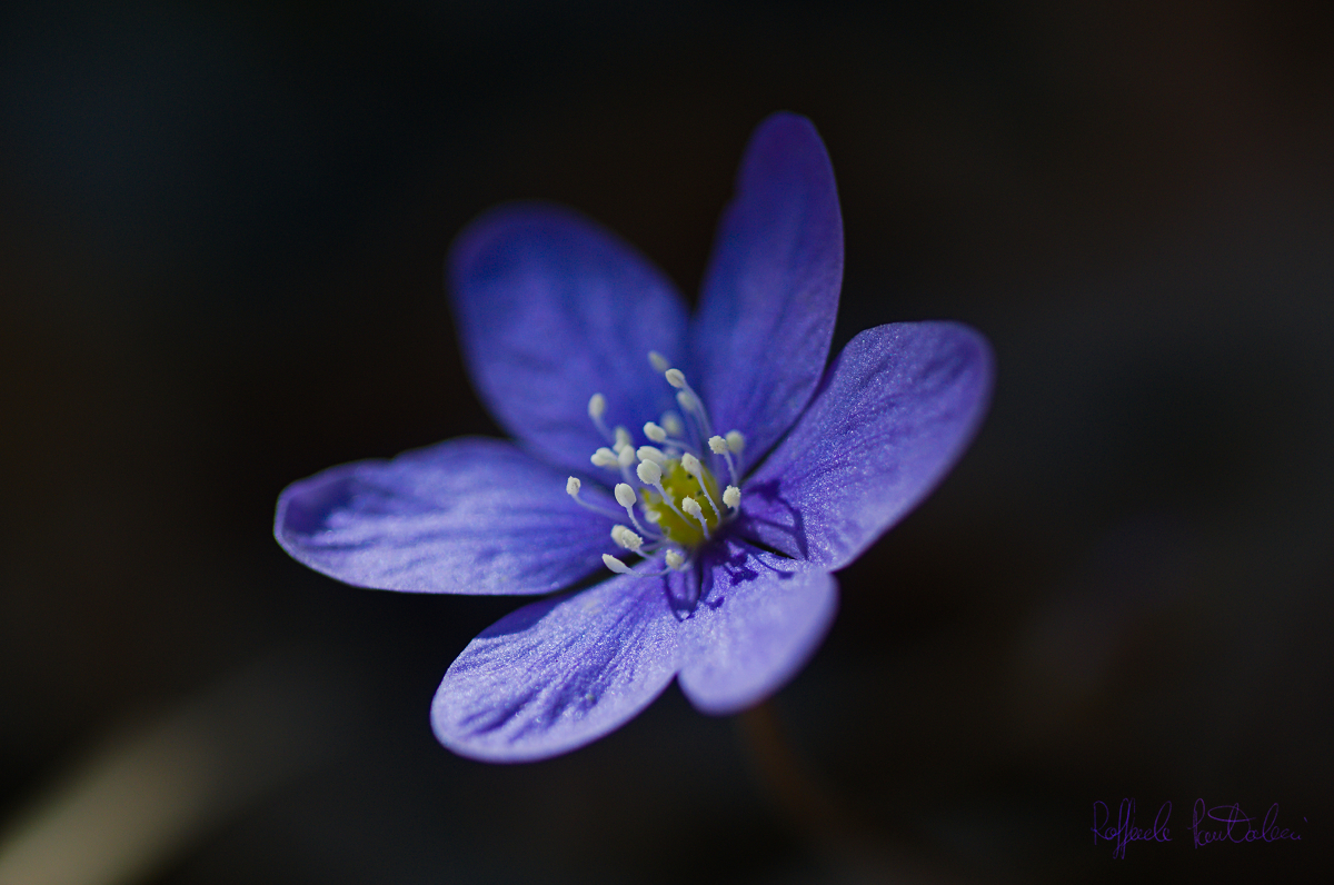DSC_0036_1200