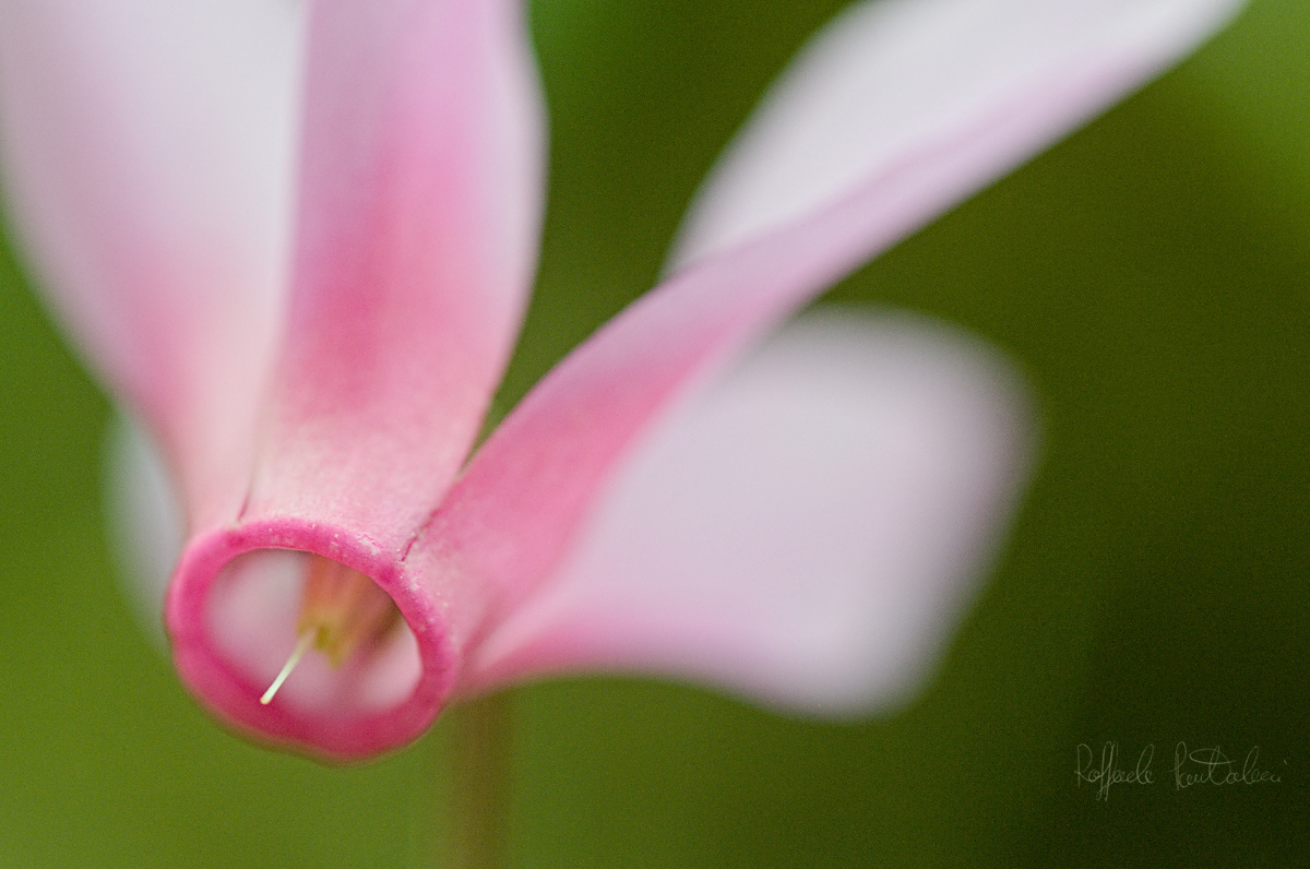 DSC_0390_1200_low
