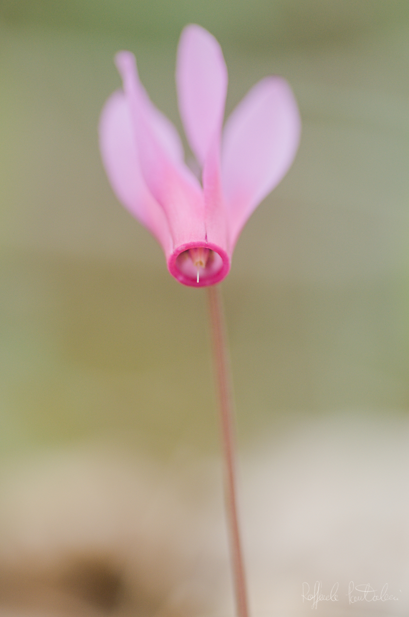 DSC_0393_1200