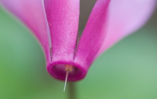 Flowers of the undergrowth