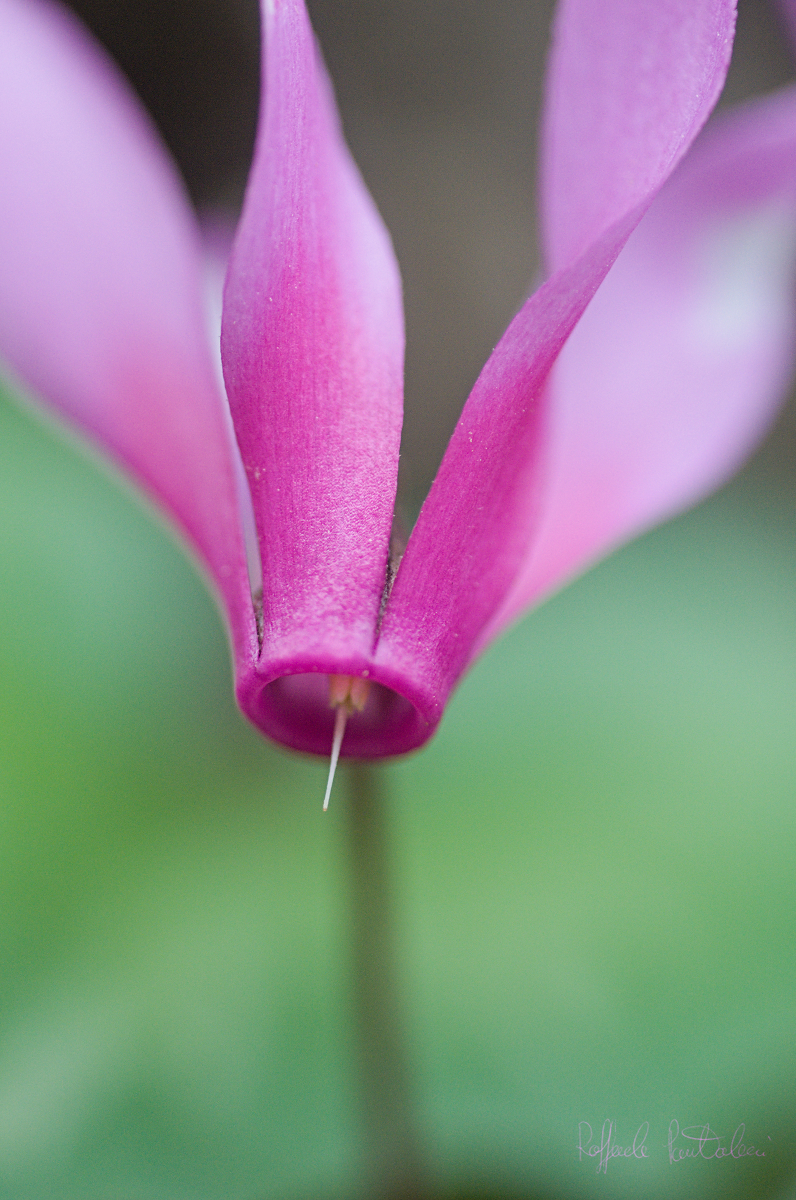 Flowers of the undergrowth