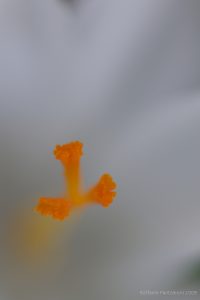 Concorso fotografico "Il mondo dei fiori"