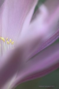 Astrazioni floreali
