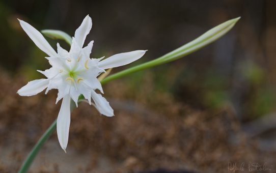 Sea lillies