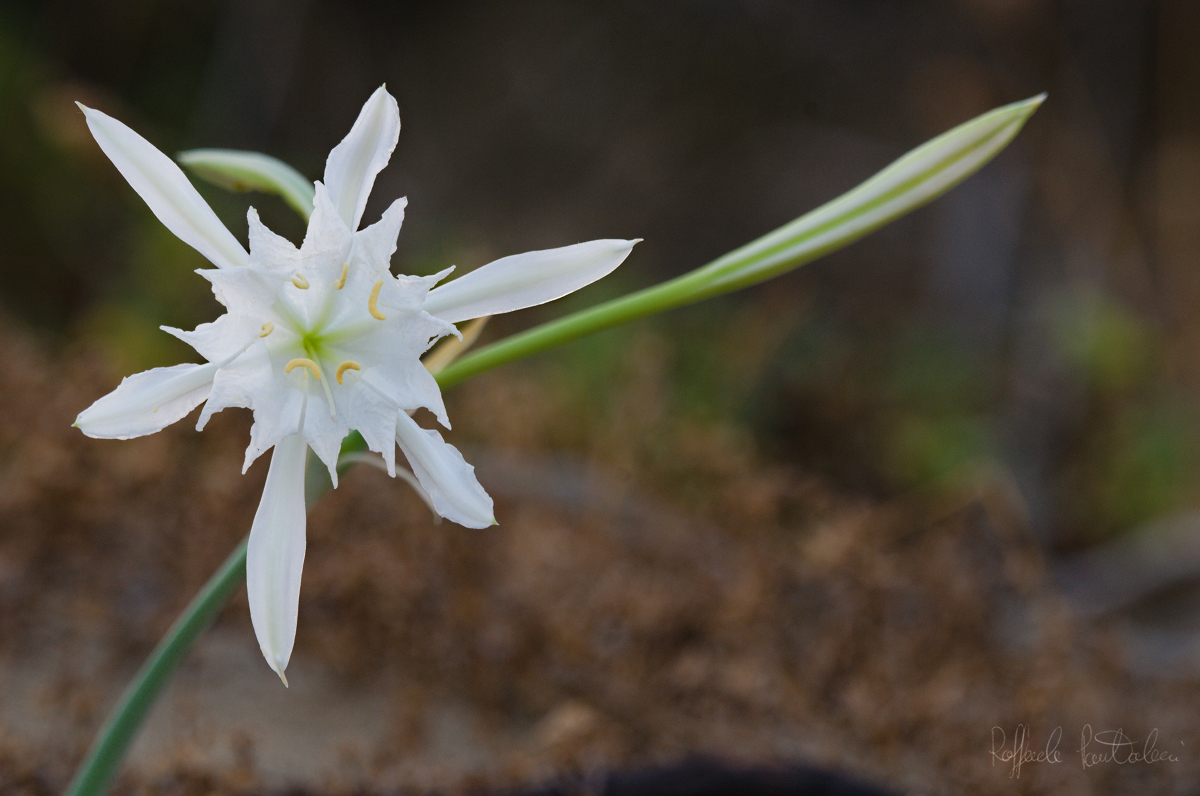 Sea lillies